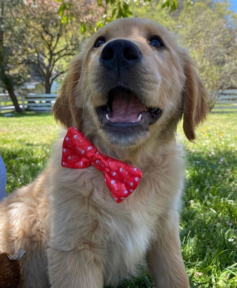 Fish Bone Red Dog Bow Tie