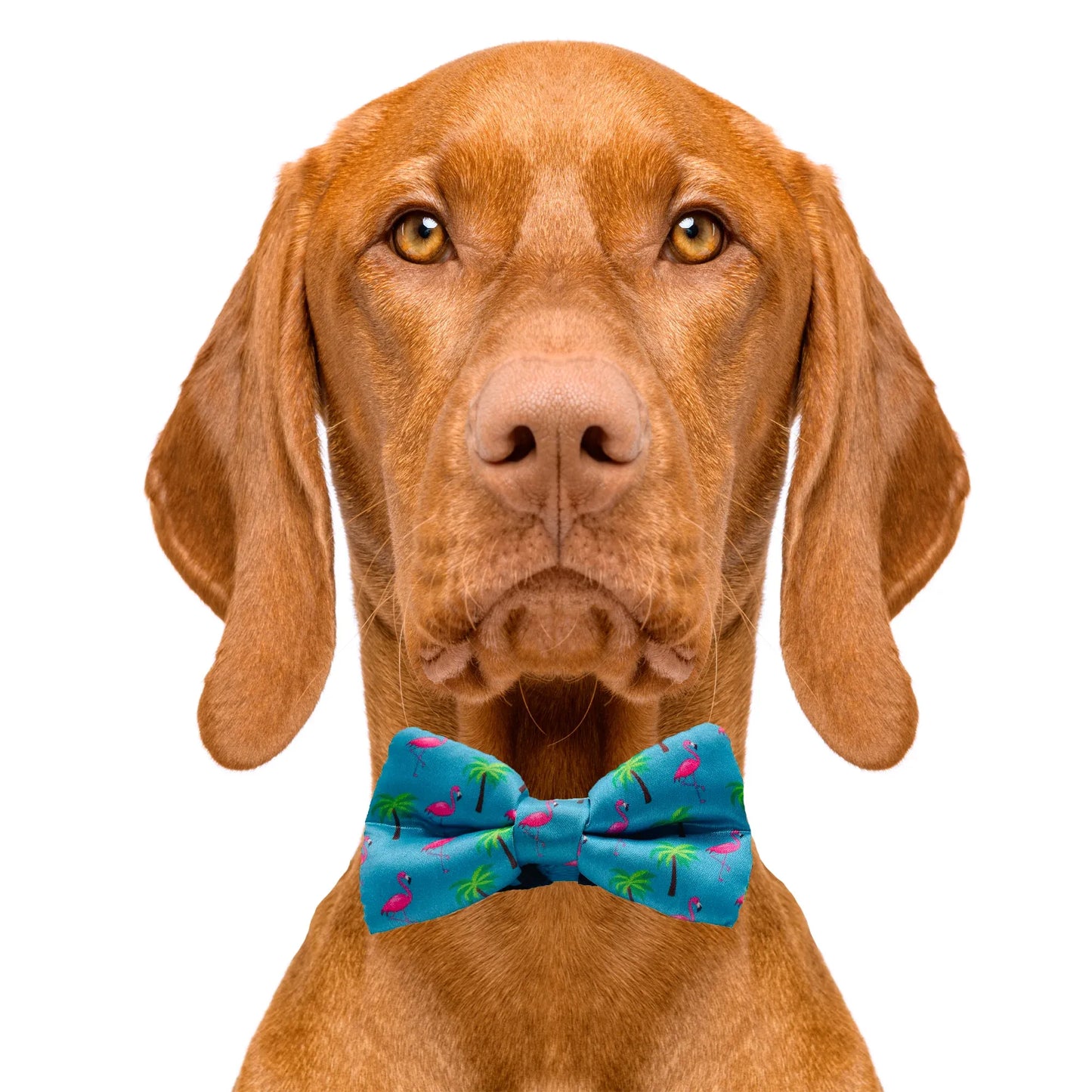 Flamingo Miami Vice Dog Bow Tie