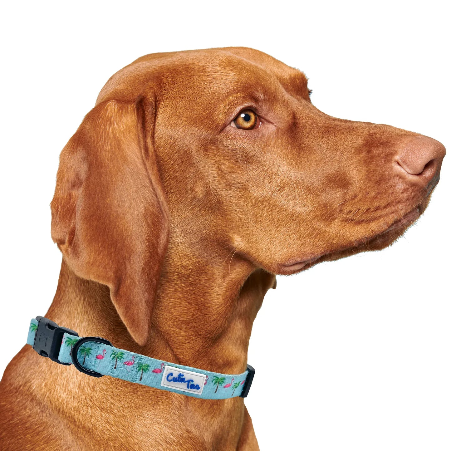Flamingo Miami Vice Dog Collar