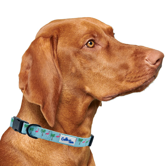 Flamingo Miami Vice Dog Collar