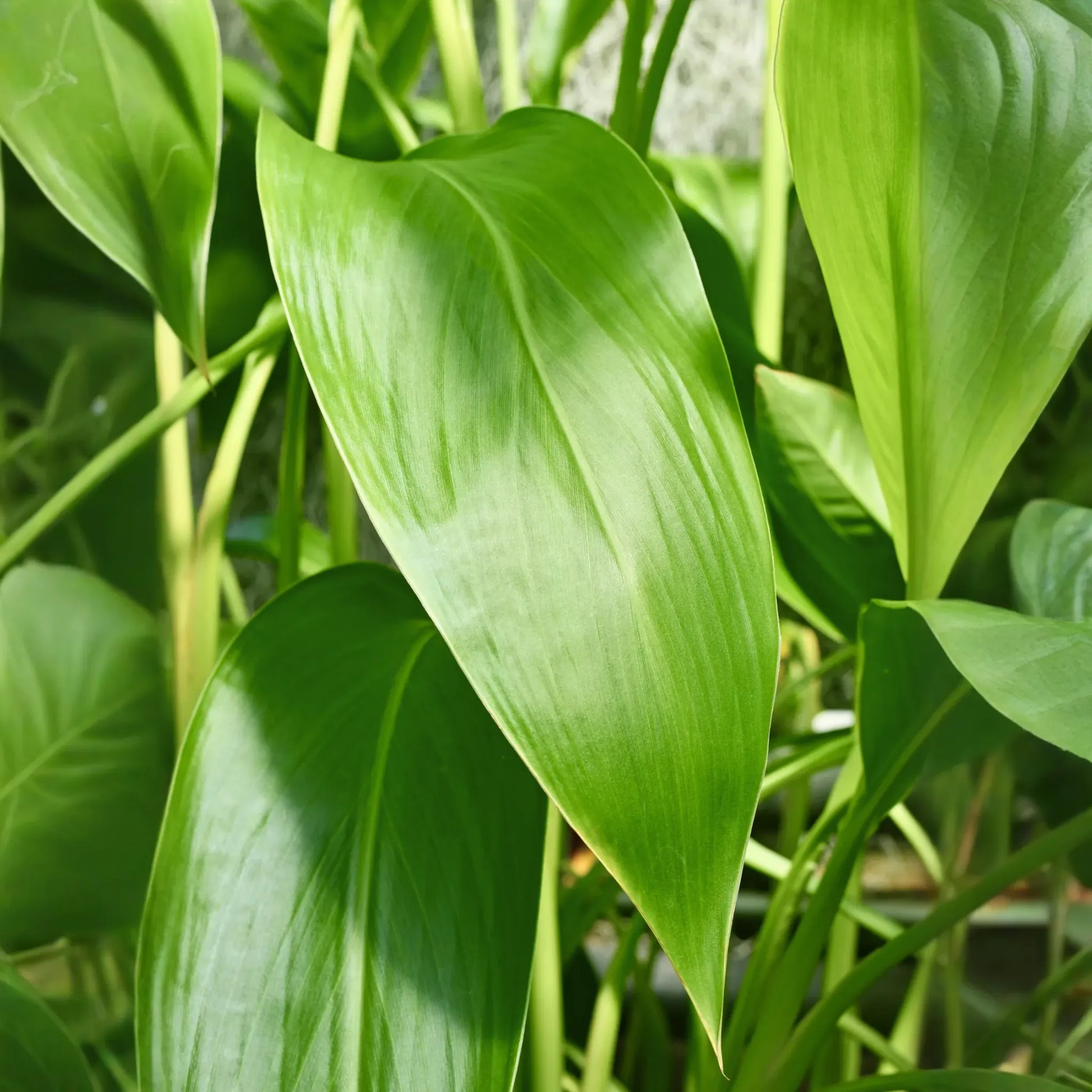Golden Canna (Canna flaccida)