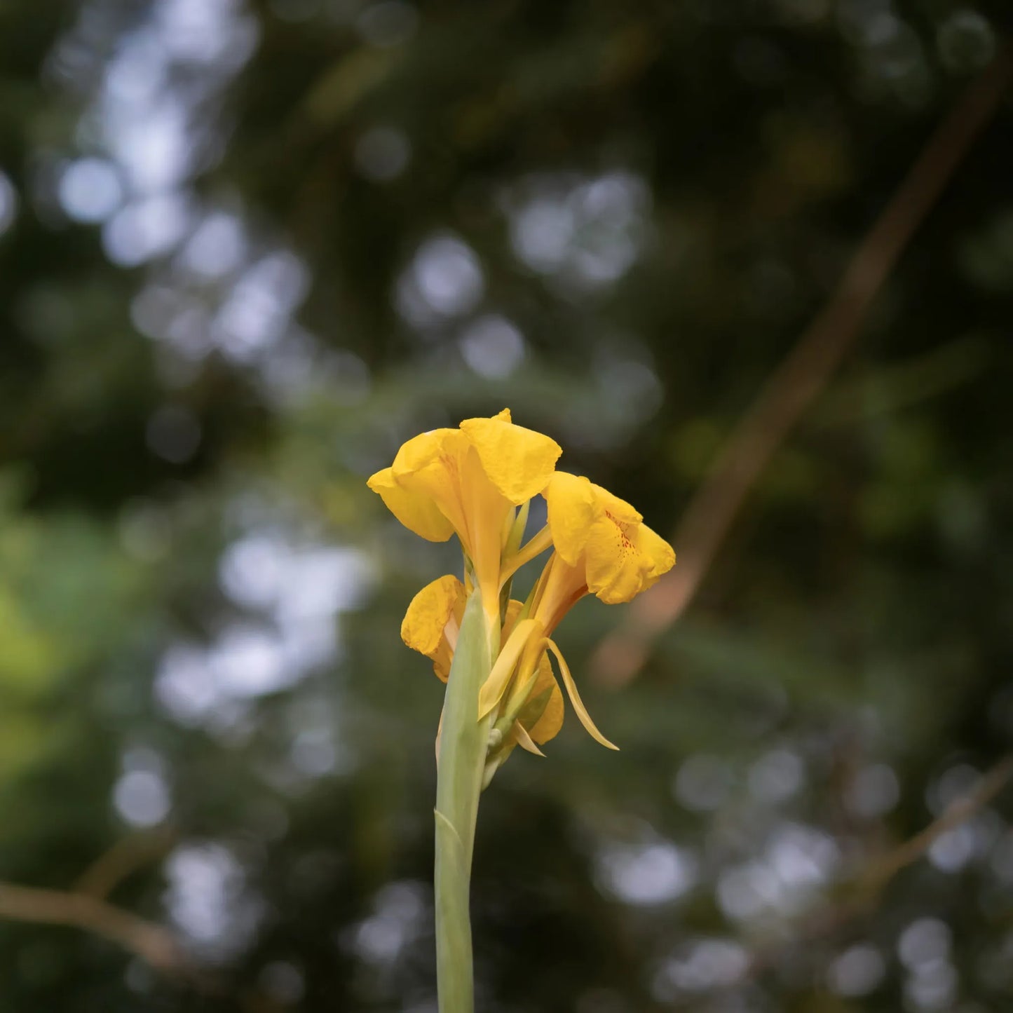 Golden Canna (Canna flaccida)