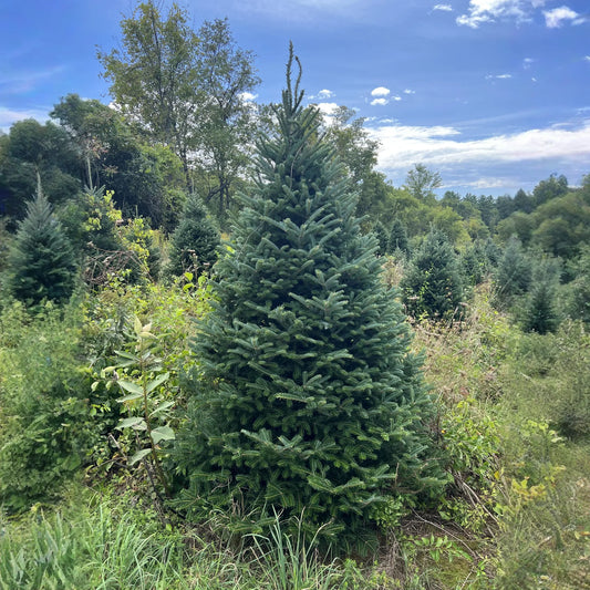 Real Christmas Trees Delivered 5 Foot Premium Fraser Fir