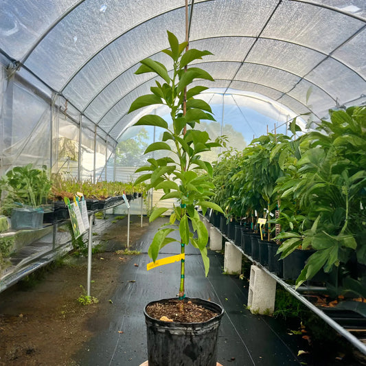 Avocado 'Donnie' (Persia americana)