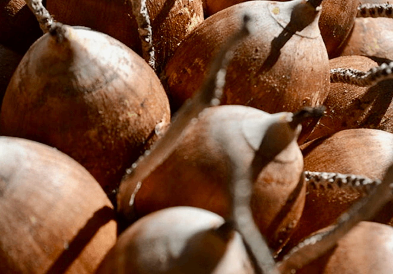 Babassu Oil
