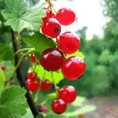 Red Lake Currant