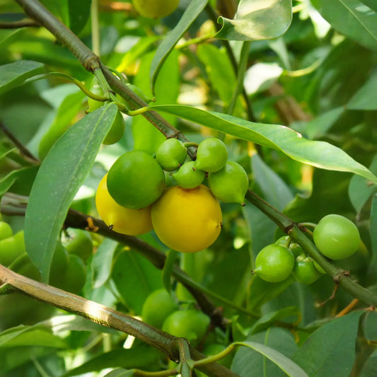 Gamboge (Garcinia xanthochymus)