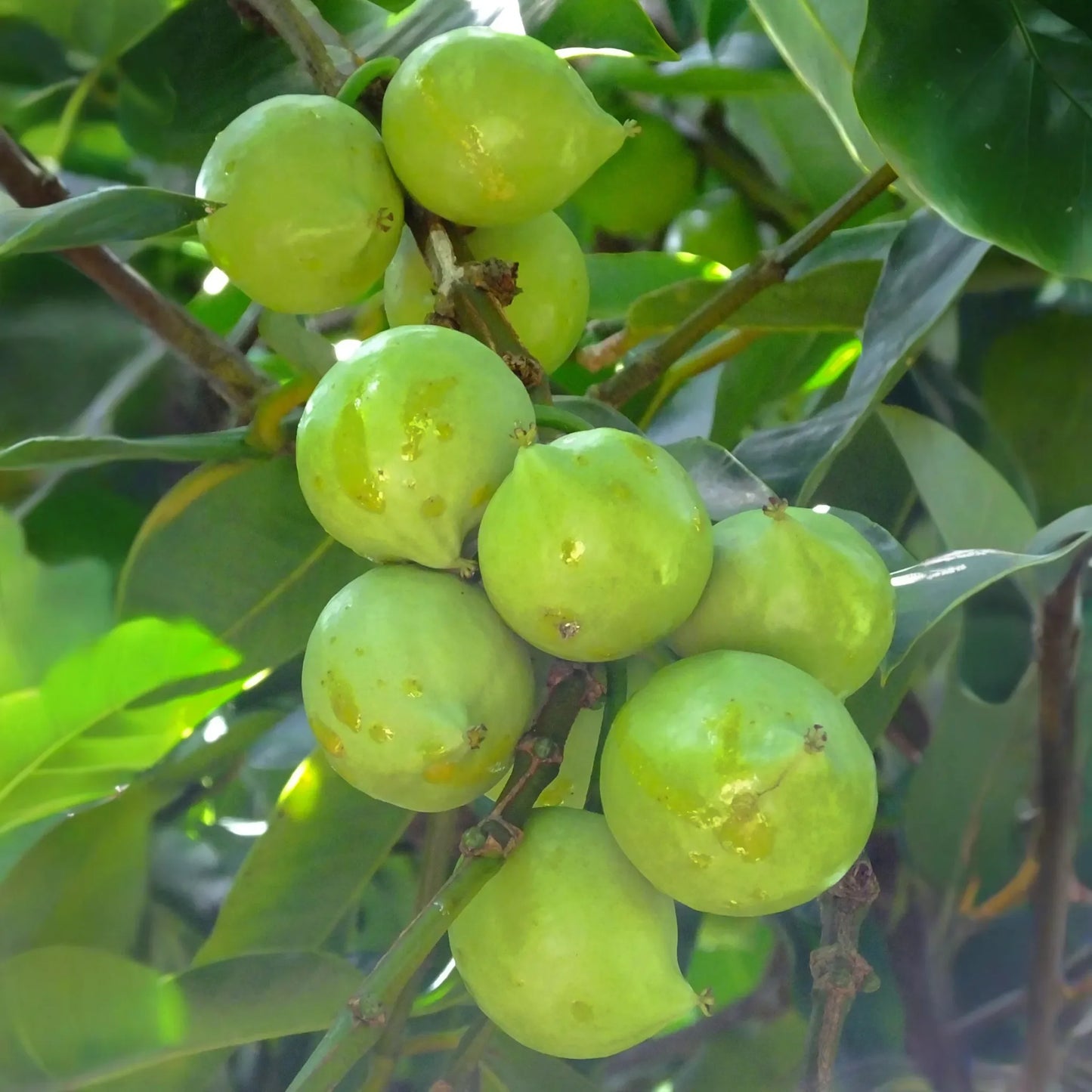 Gamboge (Garcinia xanthochymus)