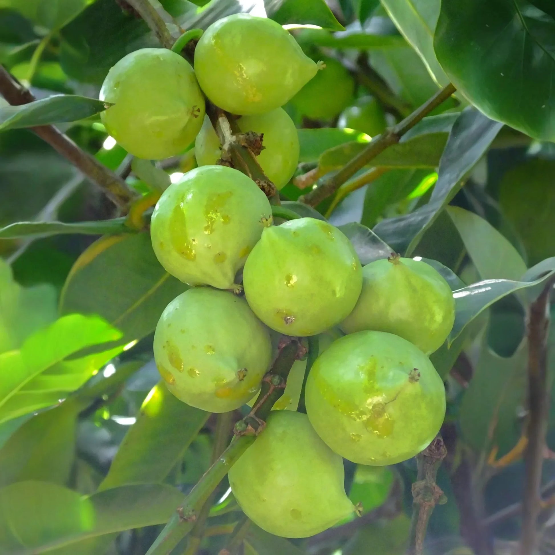 Gamboge (Garcinia xanthochymus)