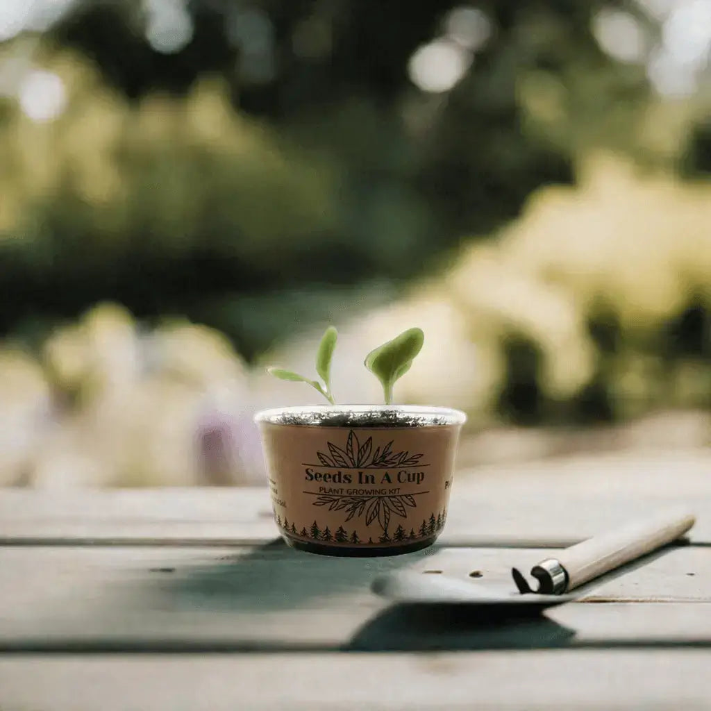 American Ash | Tree Grow Kit  |  Seeds In A Cup®