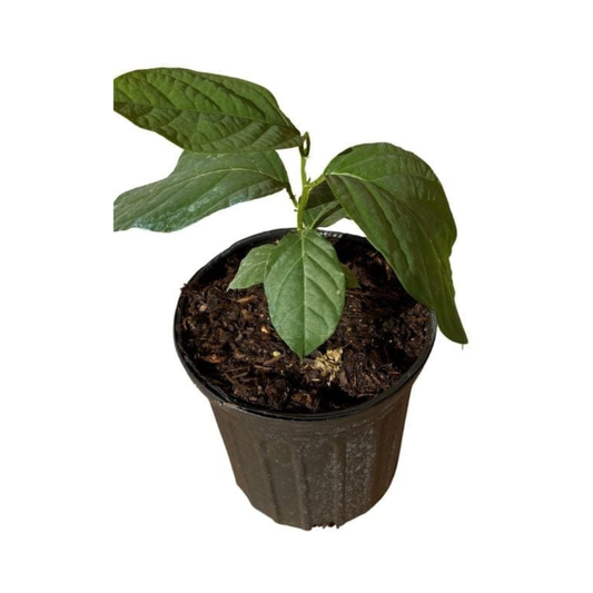 Mountain Sweet Granadilla Plant Exotic Passiflora ligularis from Guatemala Yellow Fruit (ripe)