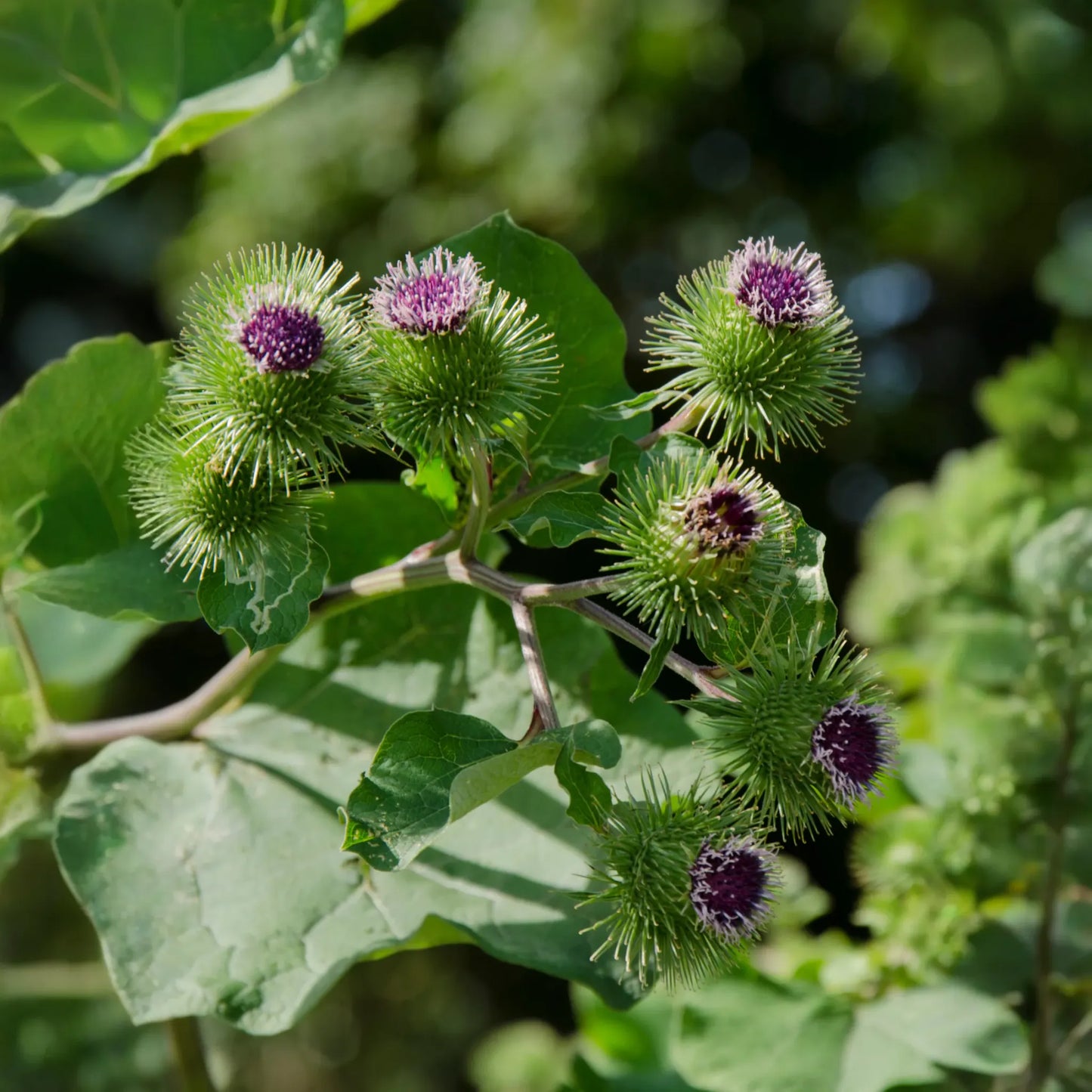 Greater Burdock (Arctium lappa)