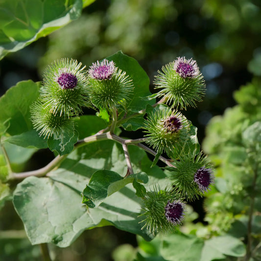 Greater Burdock (Arctium lappa)