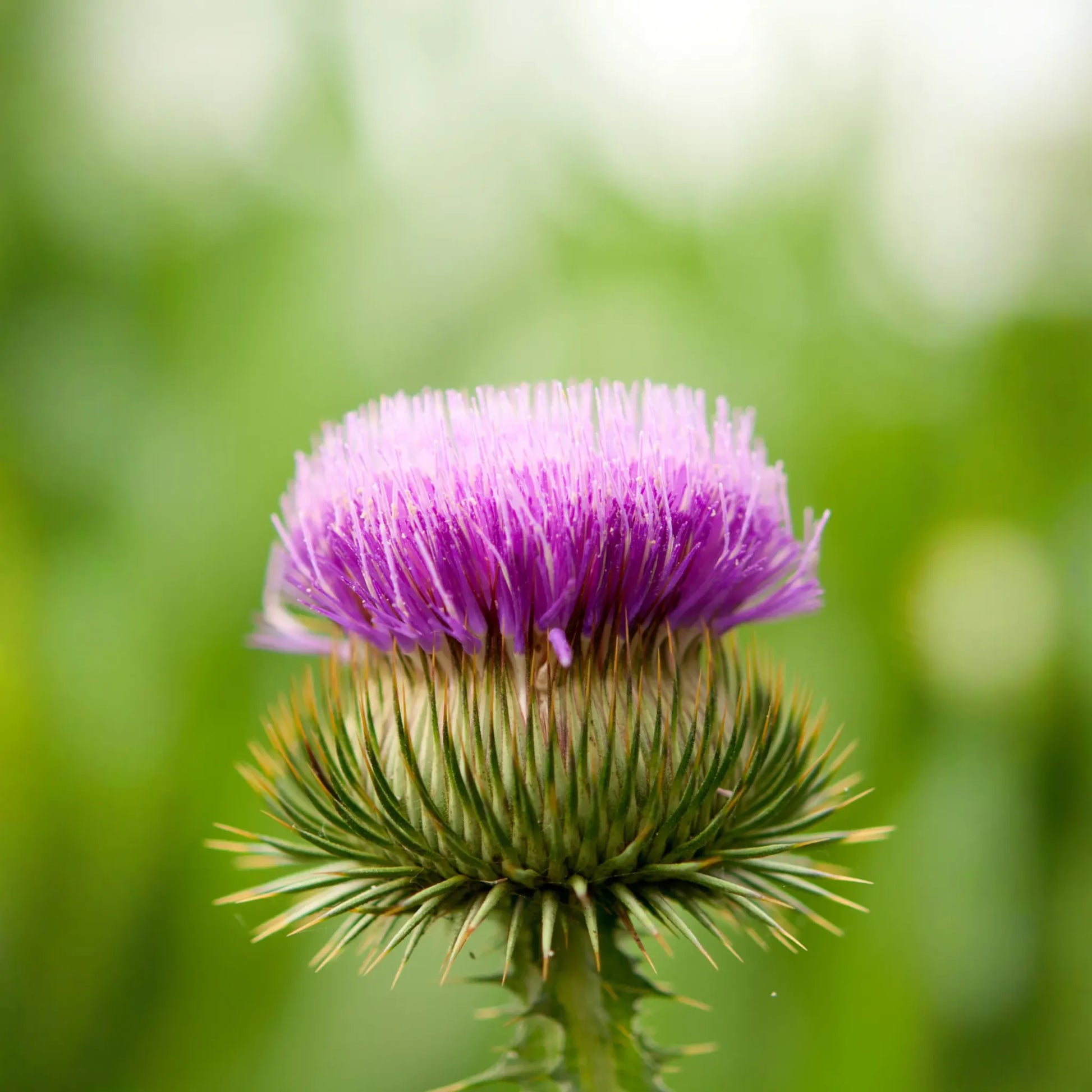 Greater Burdock (Arctium lappa)