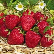 Strawberry, June-bearing 'Honeoye' (1 root cutting, 25 min. order)