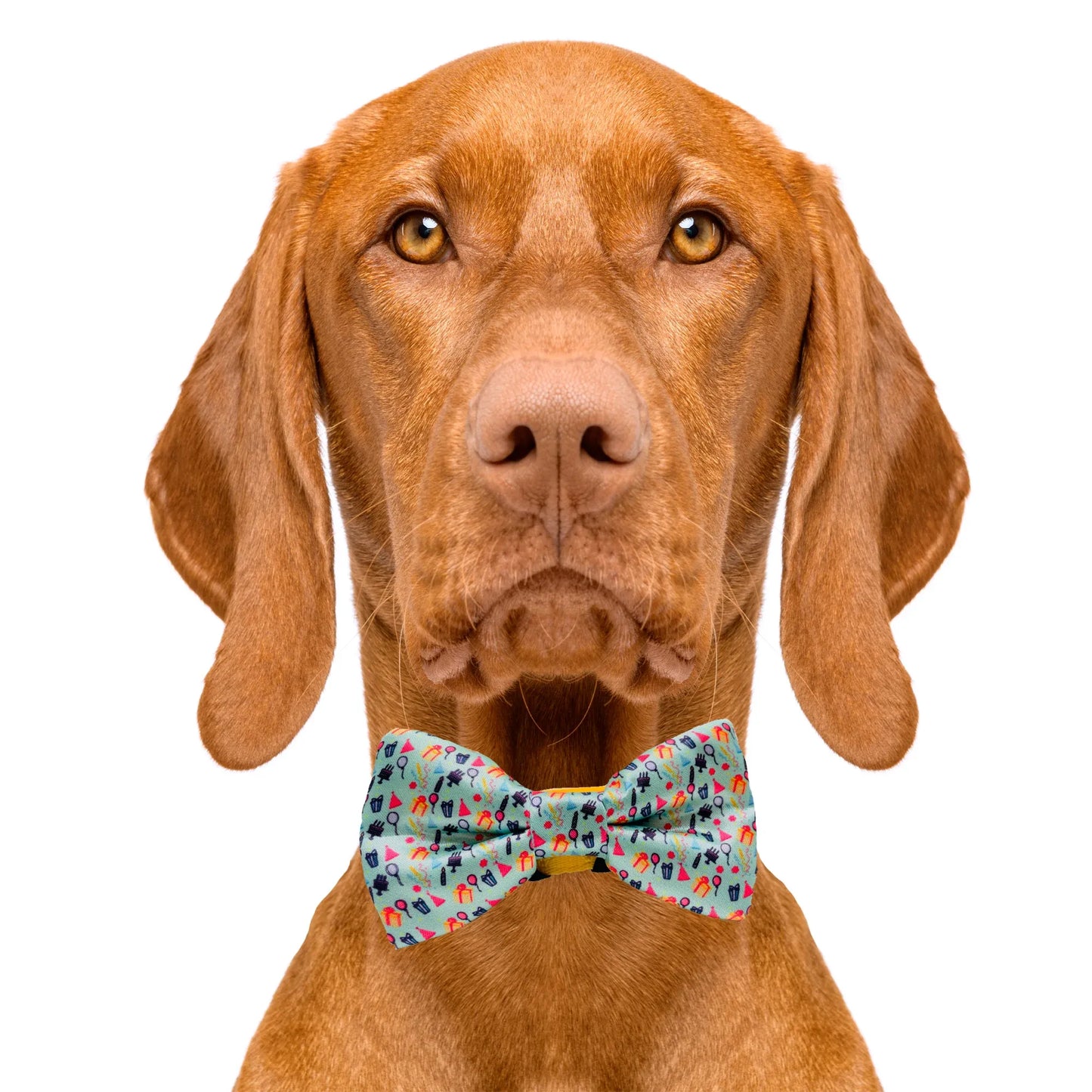 Happy Birthday! Aqua Dog Bow Tie