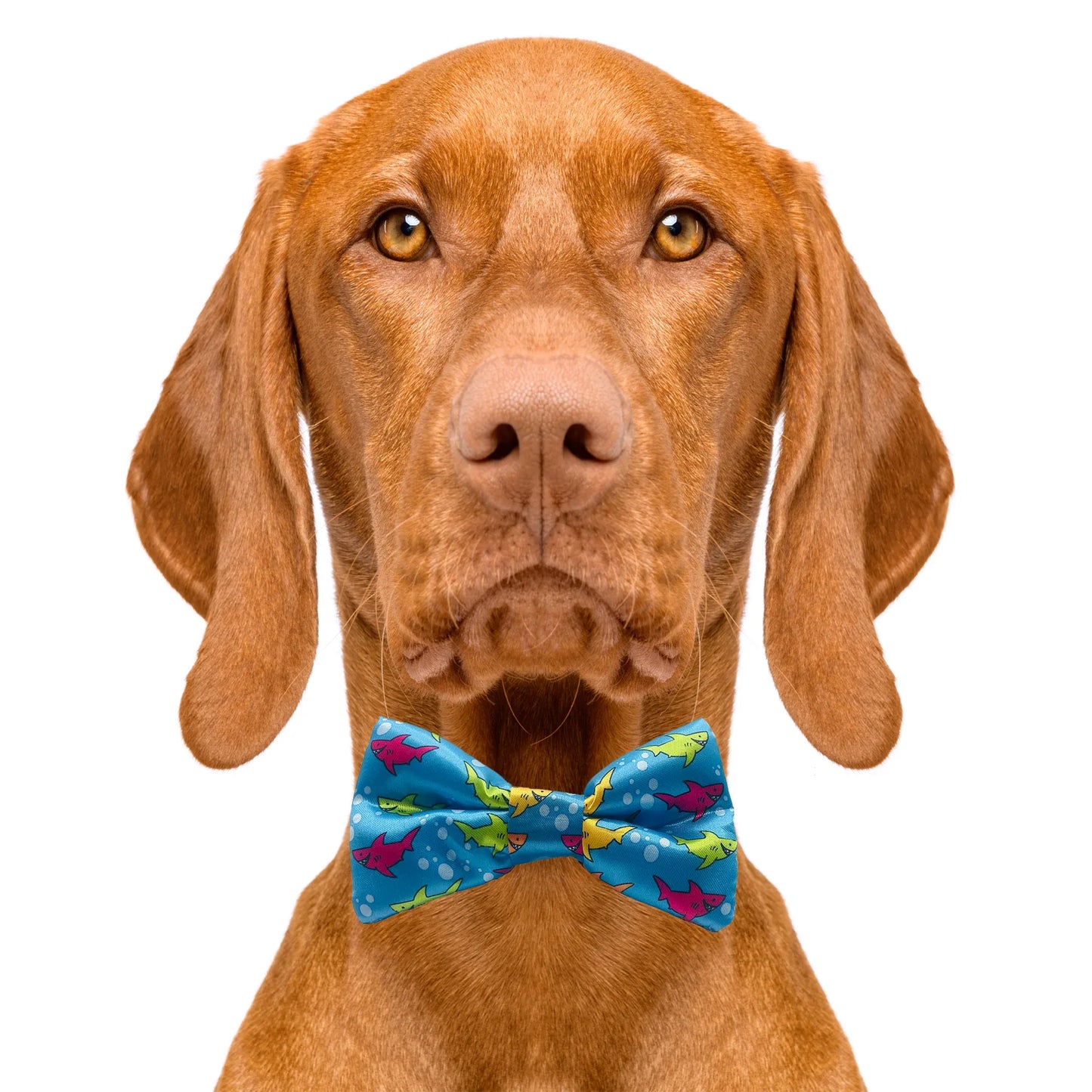 Happy Shark Blue Dog Bow Tie