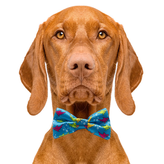 Happy Shark Blue Dog Bow Tie