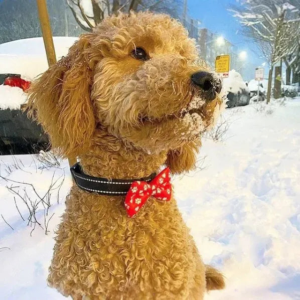 Valentines Day Paw Prints & Hearts Red Dog Bow Tie