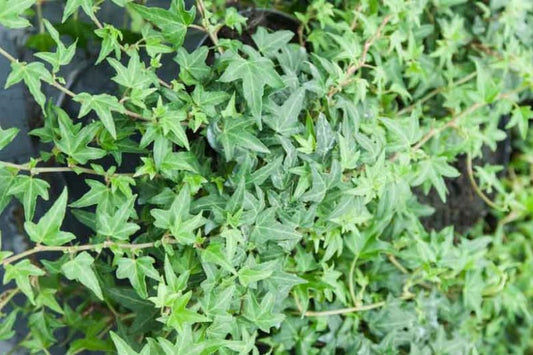 Live Needlepoint Ivy Plant – Hedera helix in 1 Pint Pot, Hardy Evergreen Climber or Ground Cover, Shade Tolerant, Easy Care