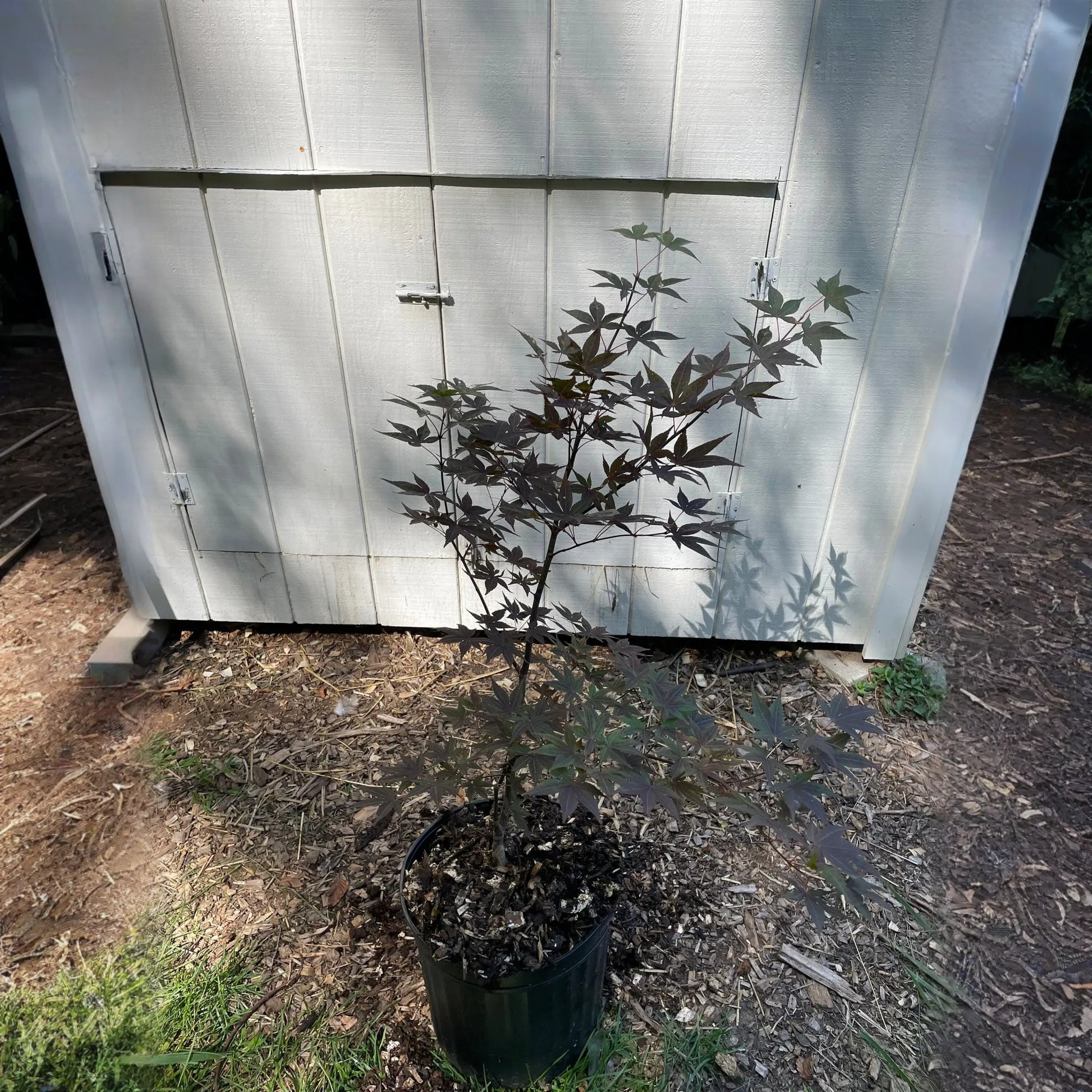 Japanese Maple ' Hefner's Red ' Grafted
