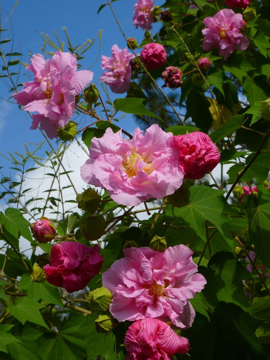 Hibiscus mutabilis Cuttings – 4 Unrooted Cotton Rose Starts – Color-Changing Flowering Shrub with White to Pink Blooms for Garden