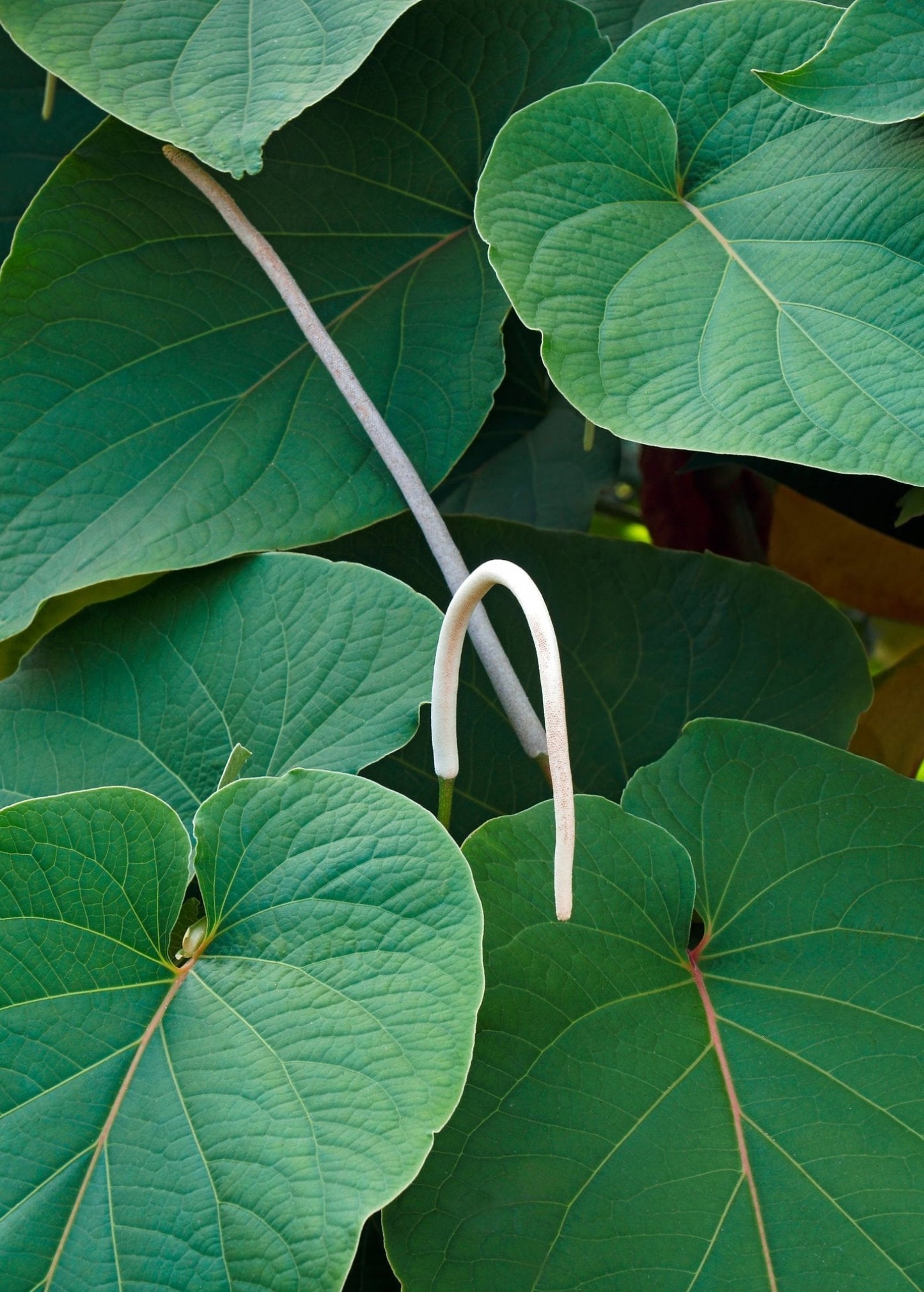 Hoja Santa (Piper auritum)