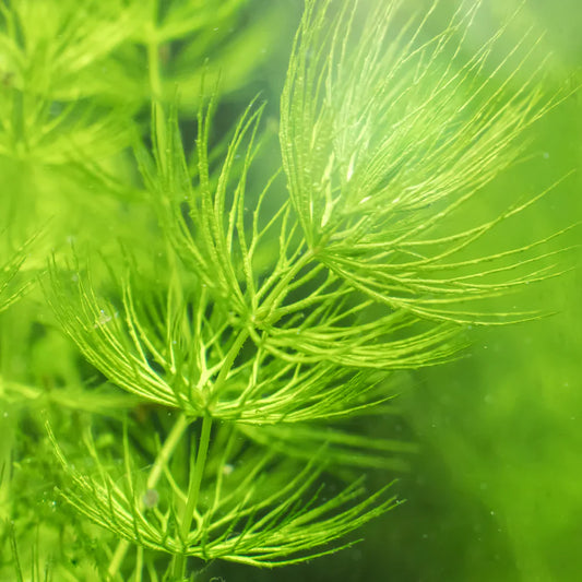 Hornwort Ceratophyllum | Live Aquarium or Pond Plant | Freshwater Floating or Rootless Plant | Easy Fast-Growing Bareroot