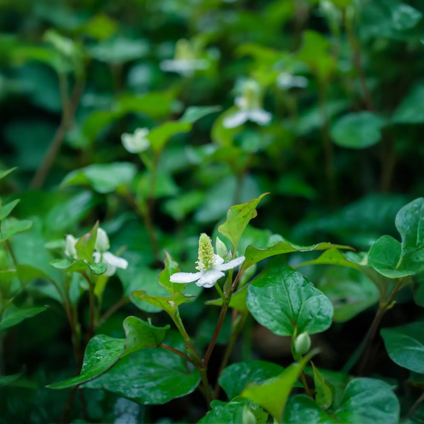 Giâp Cá, Fish Mint (Houttuynia cordata)