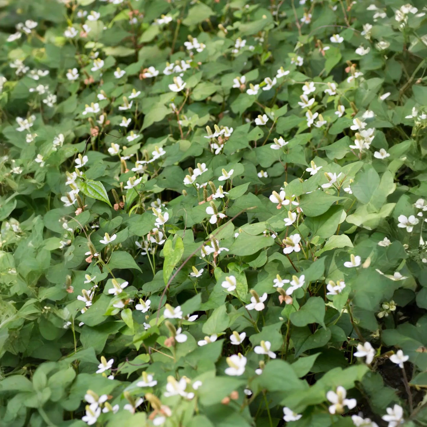 Giâp Cá, Fish Mint (Houttuynia cordata)