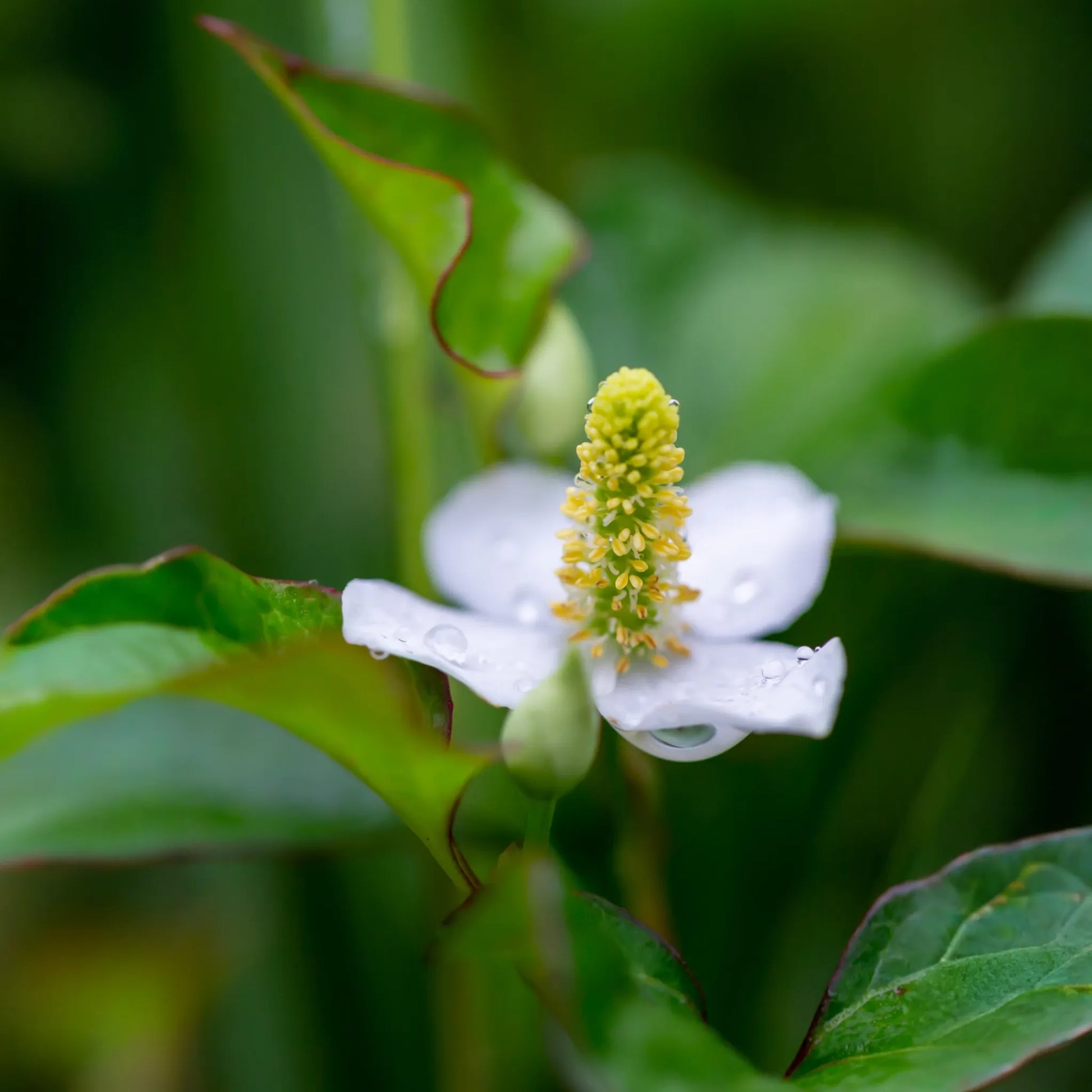 Giâp Cá, Fish Mint (Houttuynia cordata)