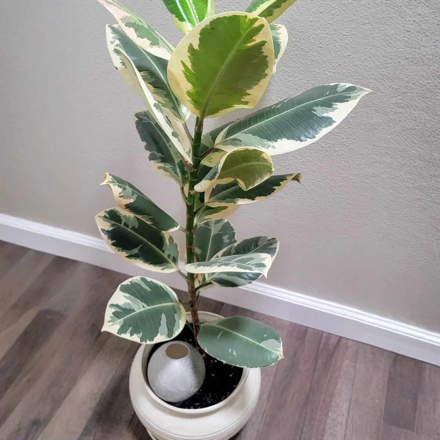 Moon Plant Watering Spike