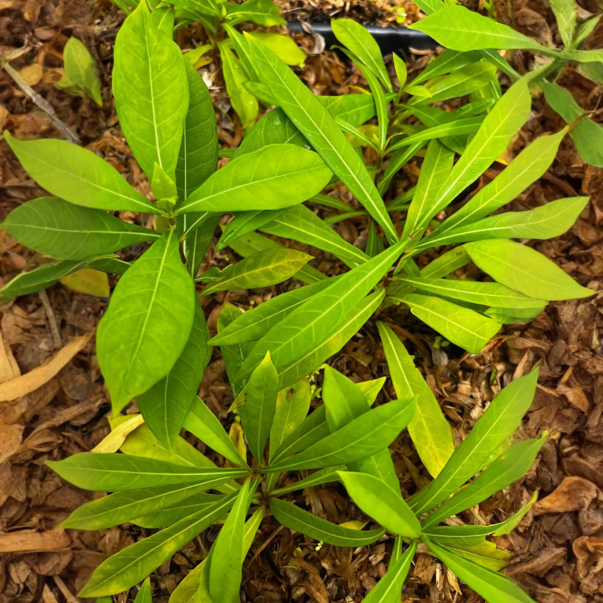 Jamaican Strongback (Desmodium incanum)