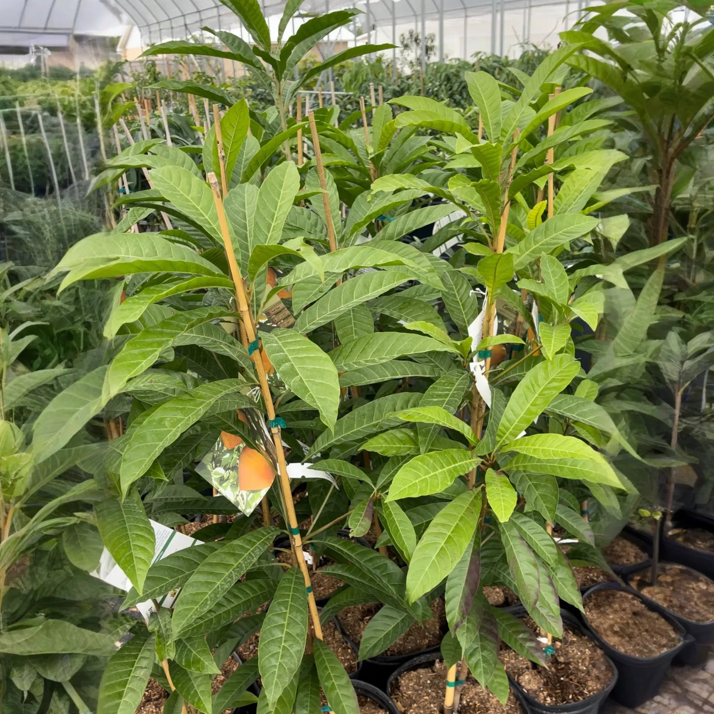Canistel 'Bruce' (Pouteria campechiana)