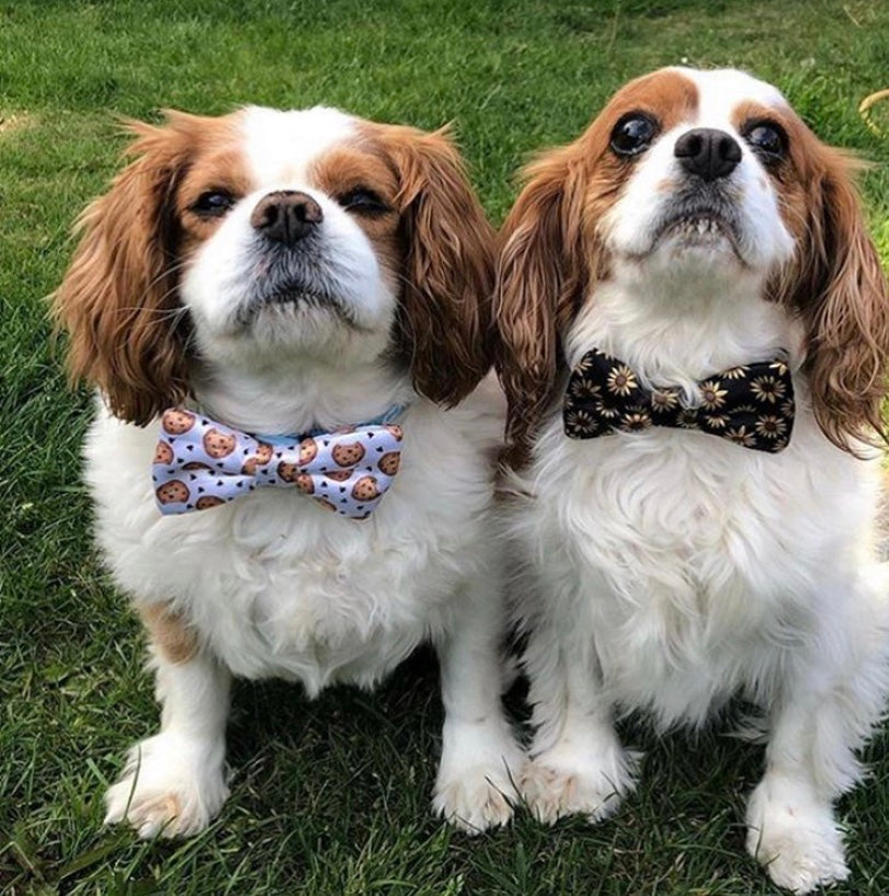Chocolate Chip Cookie White Dog Bow Tie