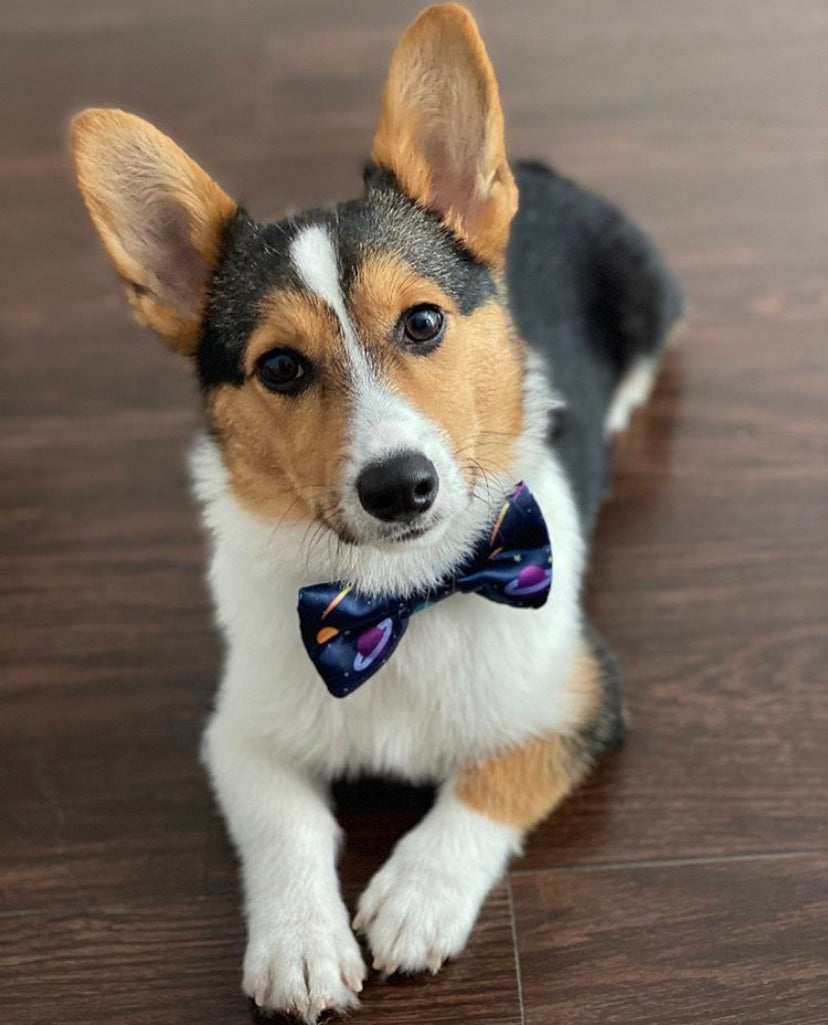 Space Planets Dog Bow Tie Navy Blue