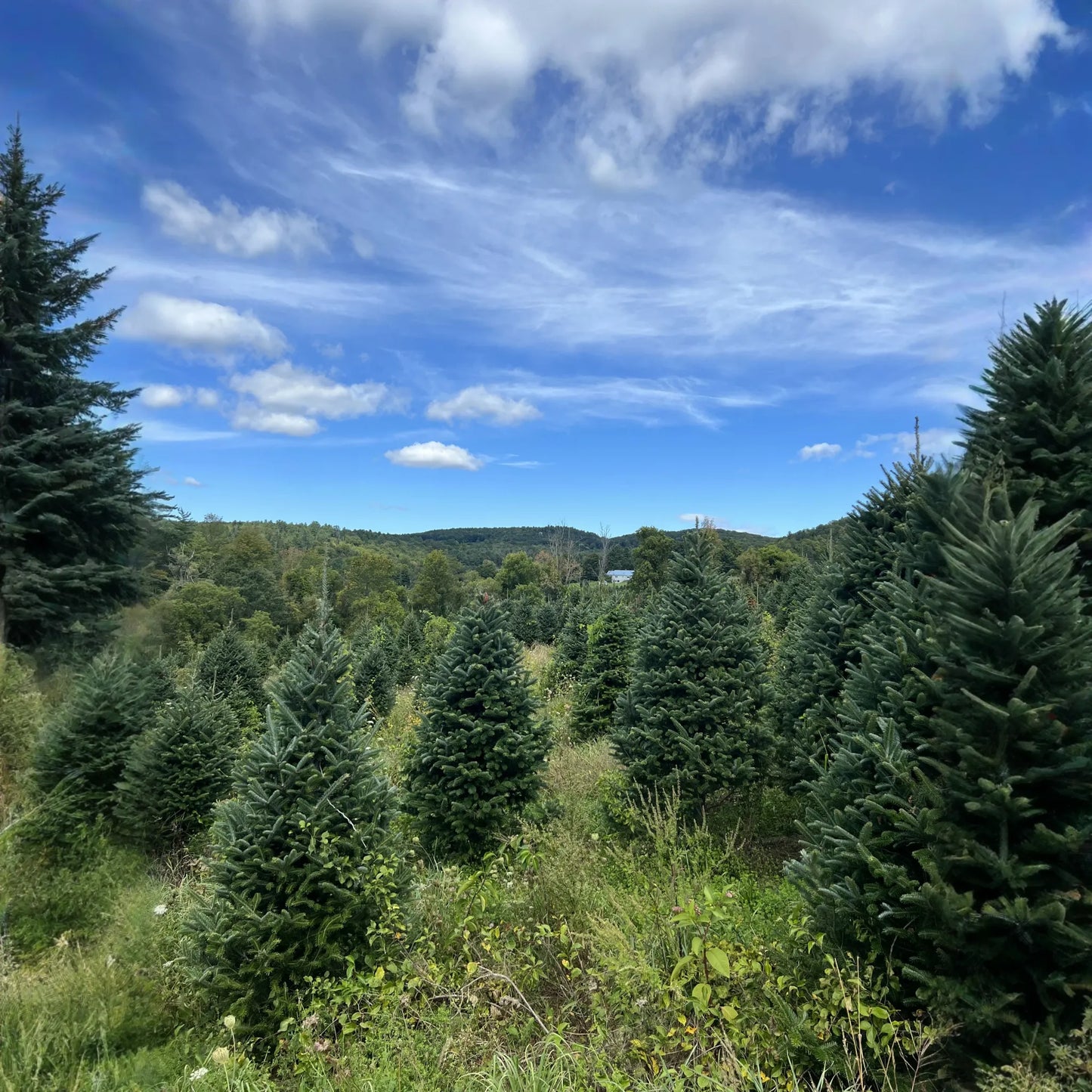 Real Christmas Trees Delivered 7 Foot Premium Fraser Fir