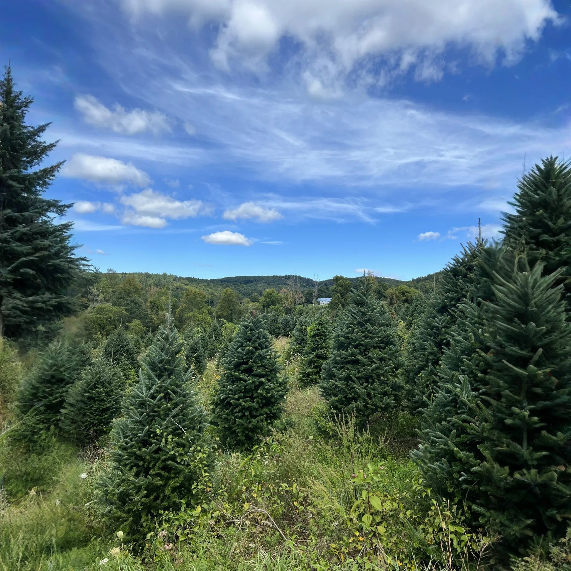 Real Christmas Trees Delivered 7 Foot Premium Fraser Fir