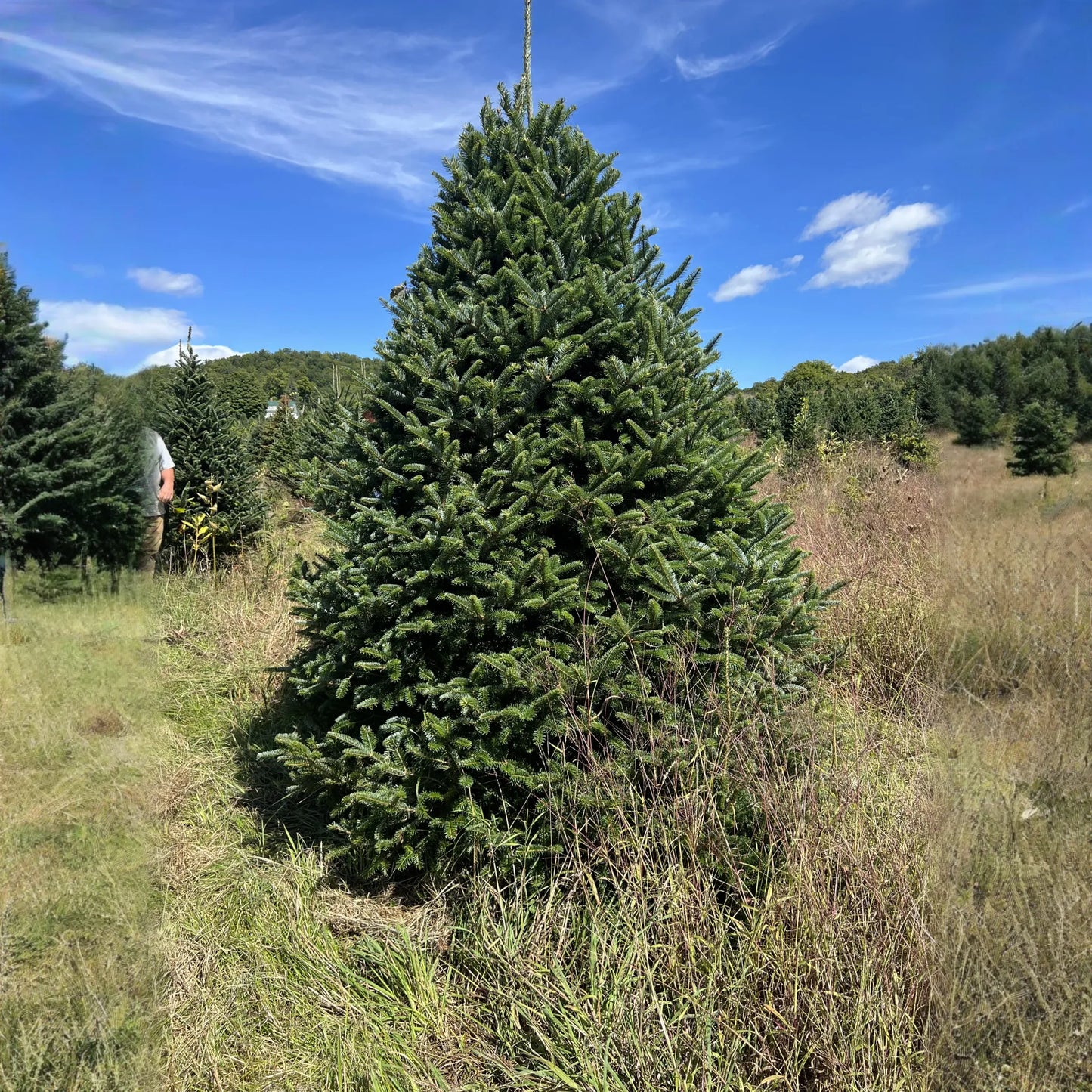 Real Christmas Trees Delivered 7 Foot Premium Fraser Fir