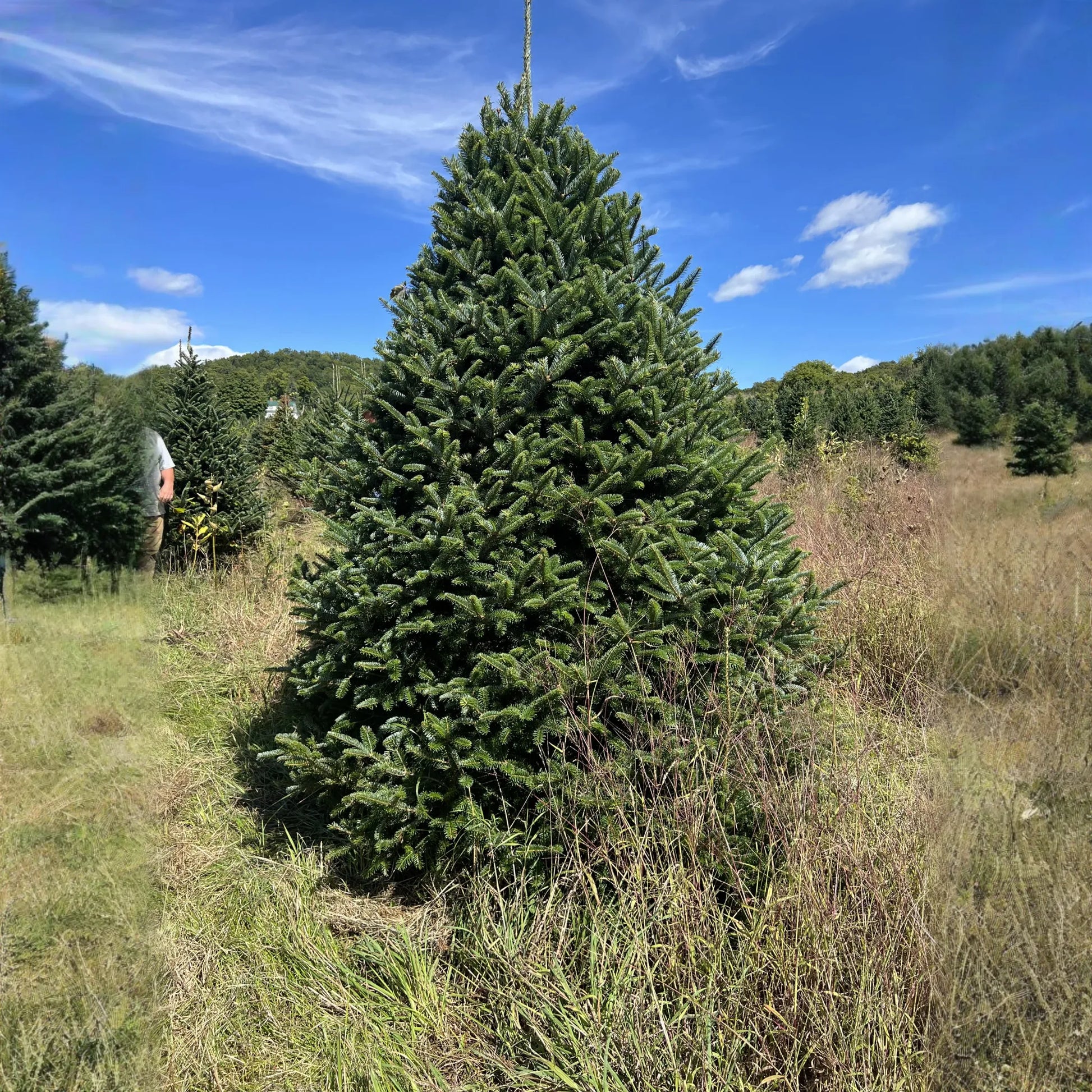 Real Christmas Trees Delivered 7 Foot Premium Fraser Fir