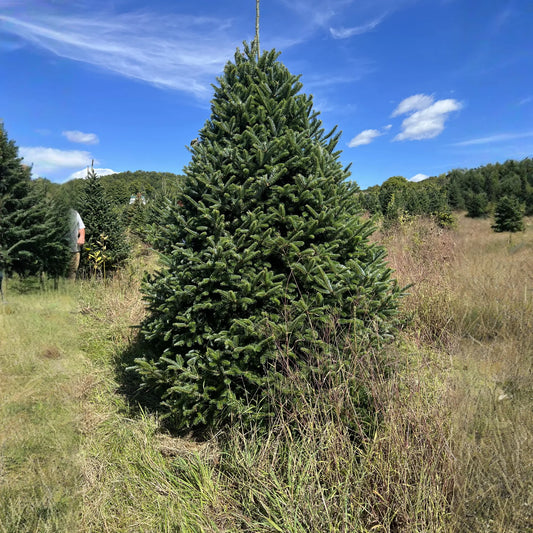 Real Christmas Trees Delivered 7 Foot Premium Fraser Fir
