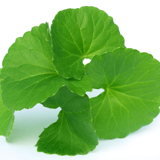 Gotu Kola Extract Powder