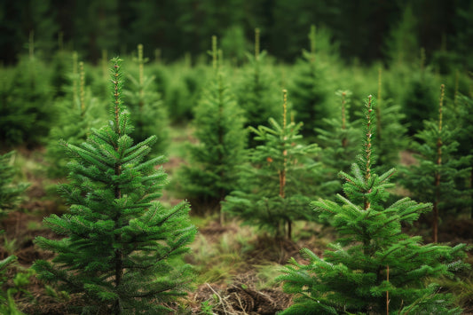 Christmastime Essential Oil Blend