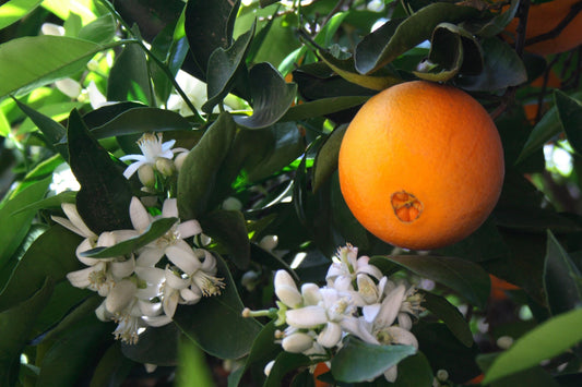 Neroli Water Hydrosol (Orange Blossom Flower Water)