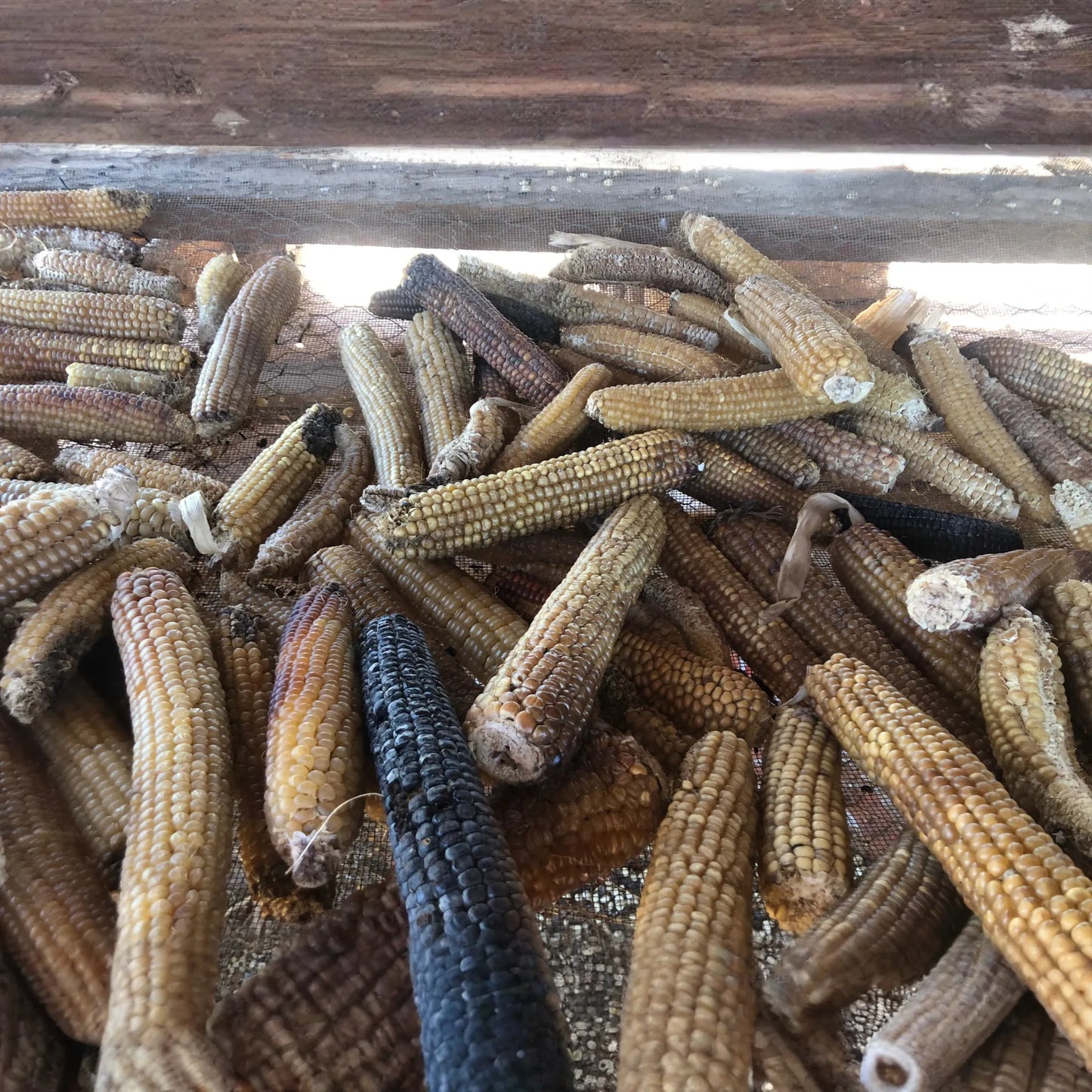 Casados Farms new mexcio chicos