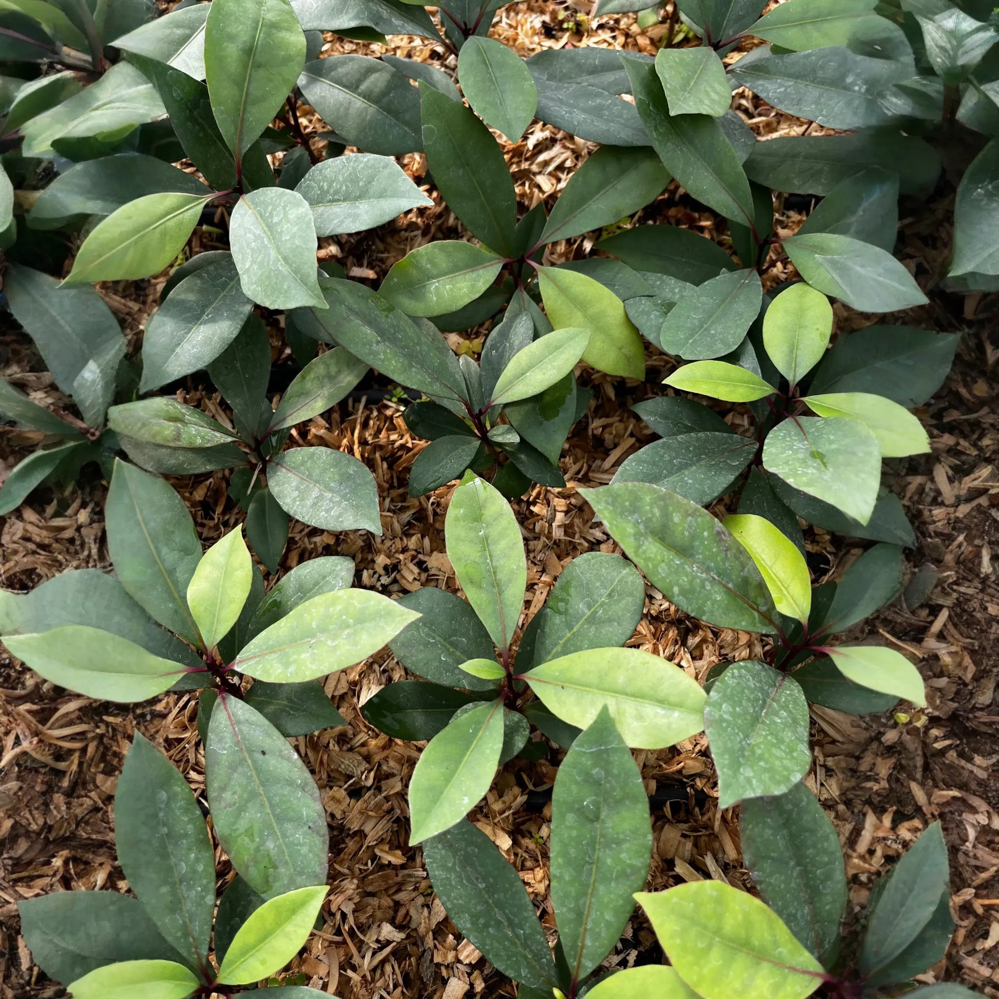Hojas de Salat (Neea psychotrioides)