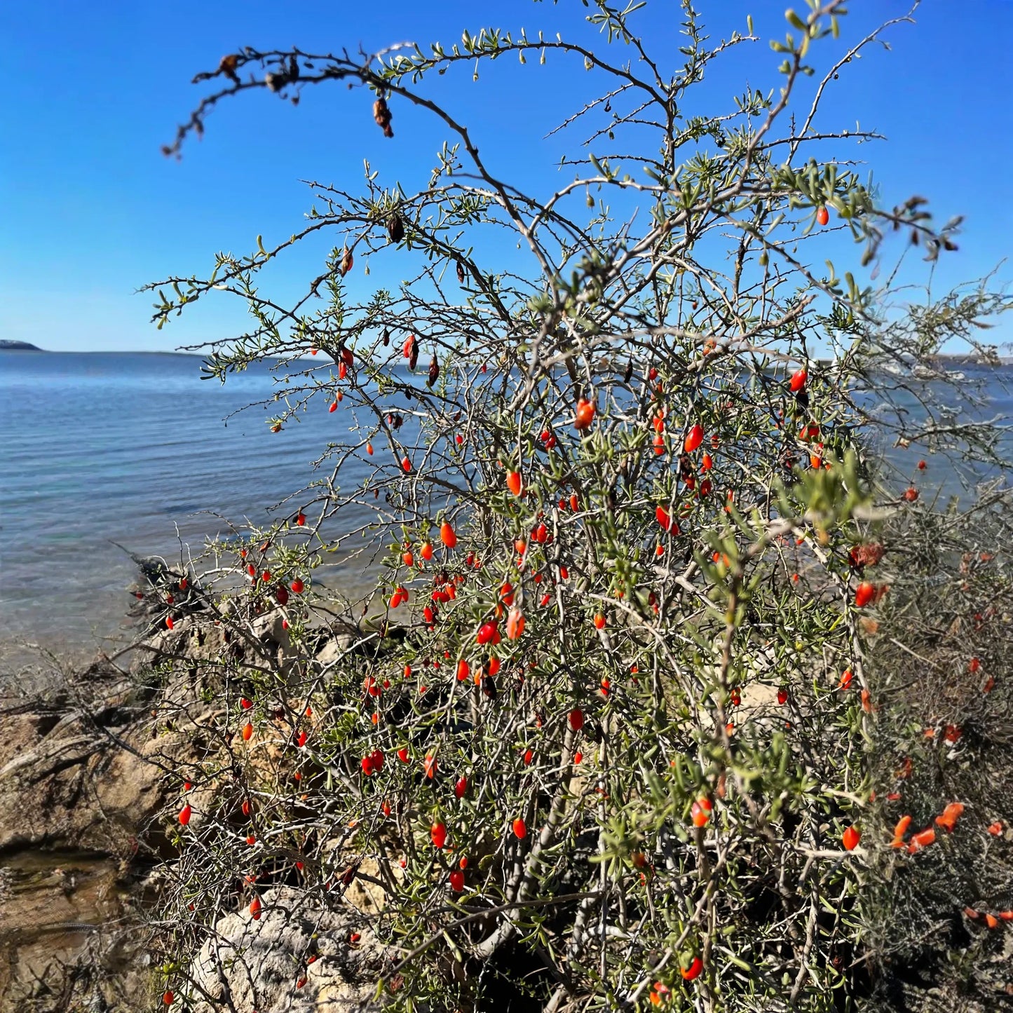 Christmasberry (Lycium carolinianum)