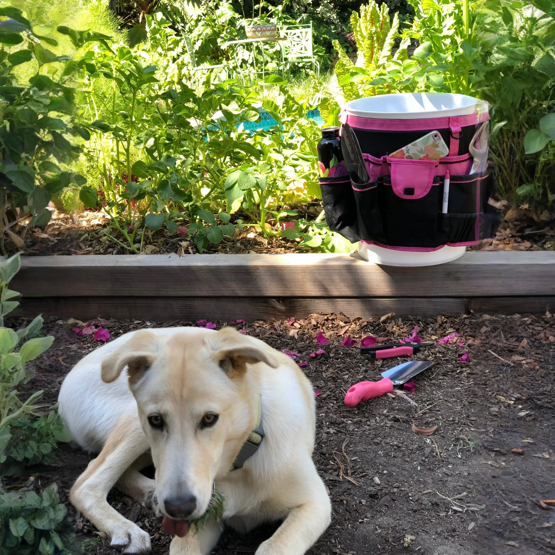 Bucket Organizer - Pink - DT0825P