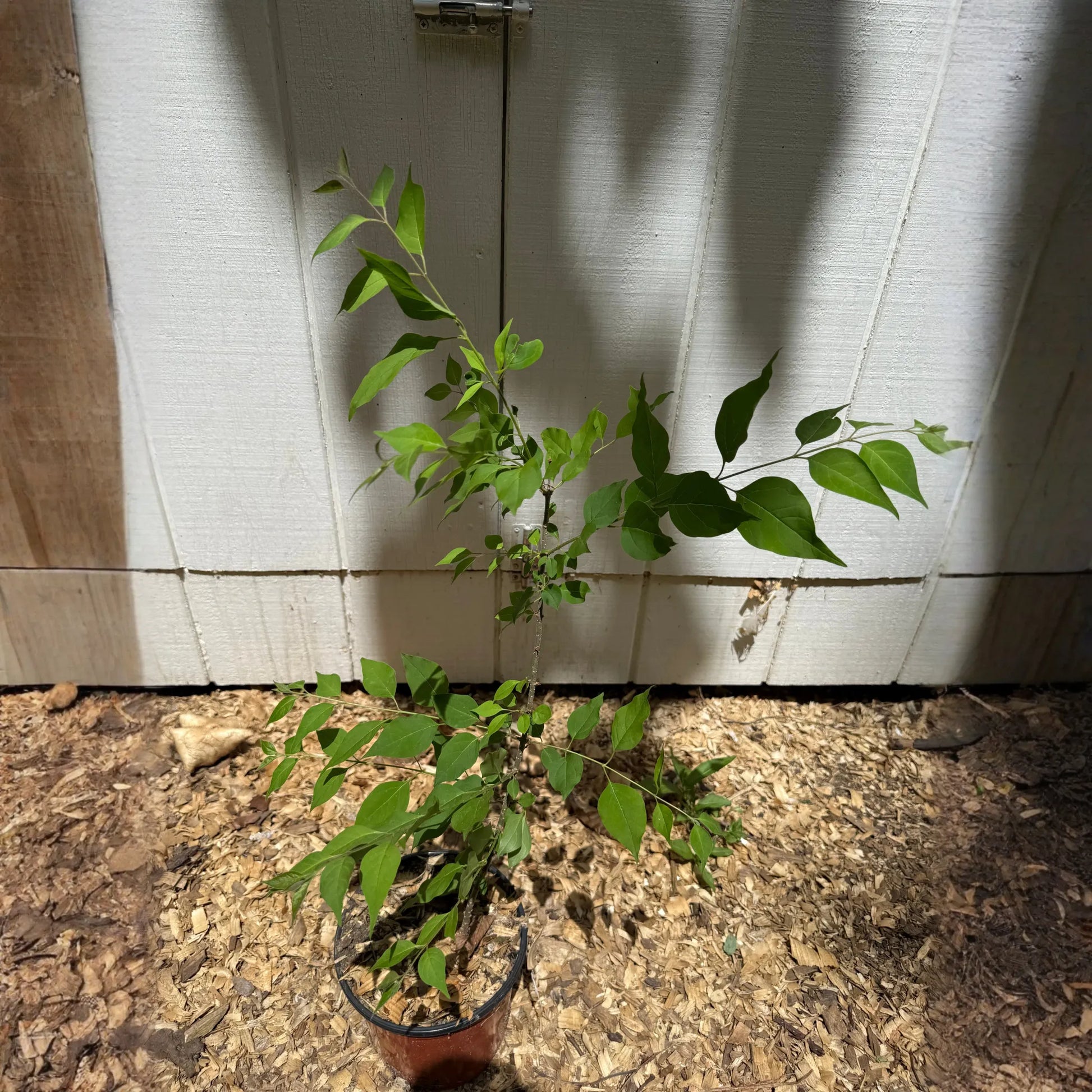 Japanese Tree Lilac (Syringa reticulata) – 1 Gallon Starter Tree (1’ - 2’)