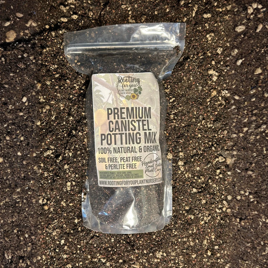 Canistel Eggfruit Premium Potting Mix